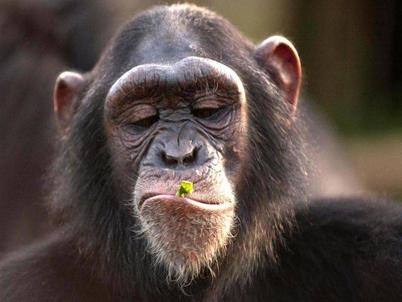 a la altura de la nariz la venda estaba chata