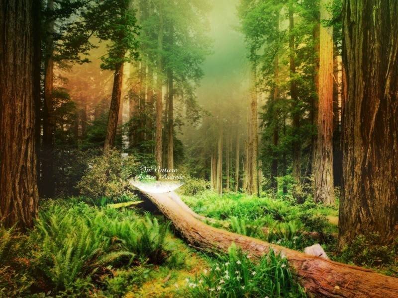 en este sentido naturaleza se opone a convencion