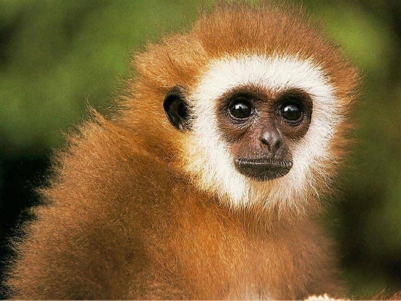 cabezas de animales disecadas en las paredes