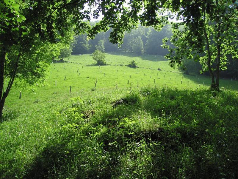 denis los contemplaba