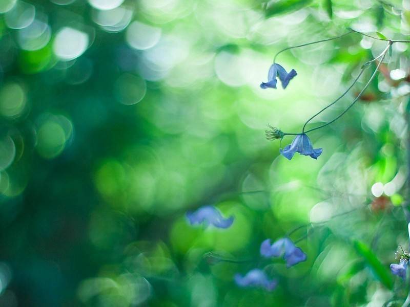 detras de una enorme casa roja vio un pequeno jardin