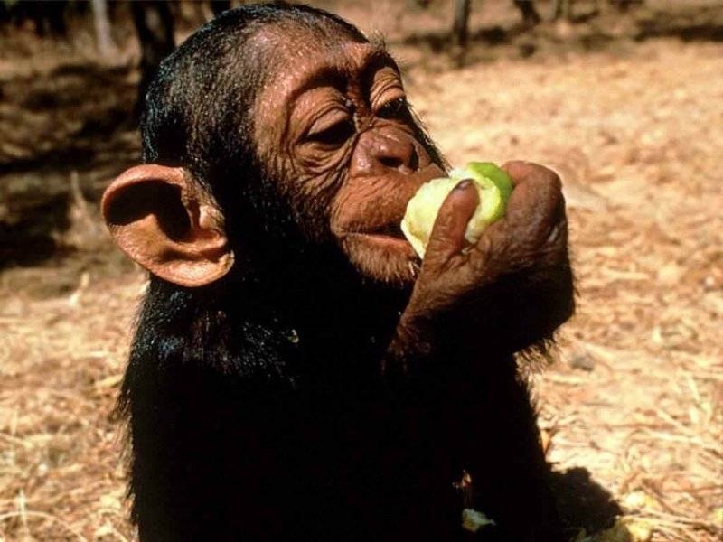 olio los gritos y se enderezo de un salto punal en mano