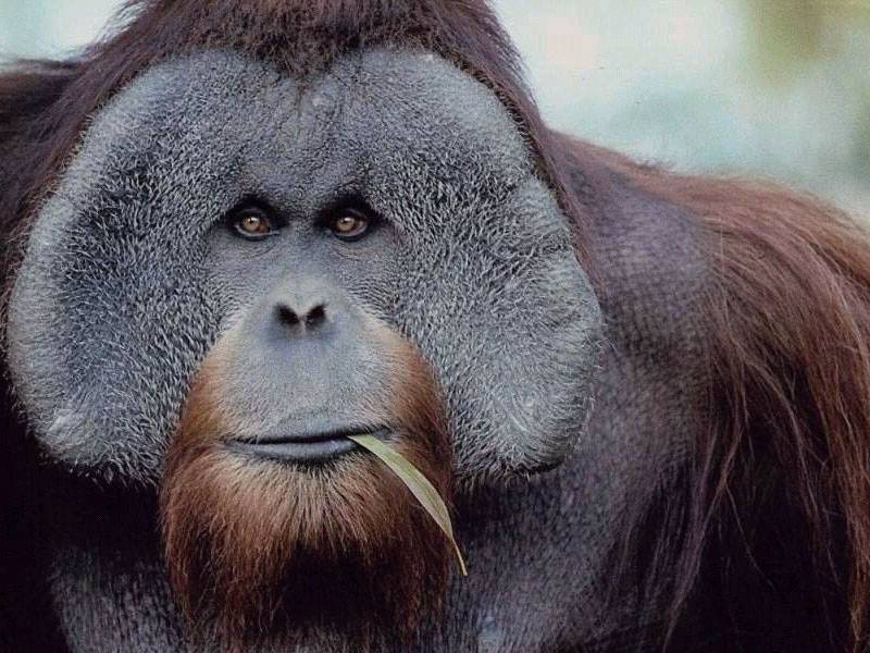 mascullaba frases incompletas bajo el bigote amarillento