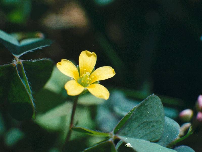 luego le dio un golpe en la rodilla
