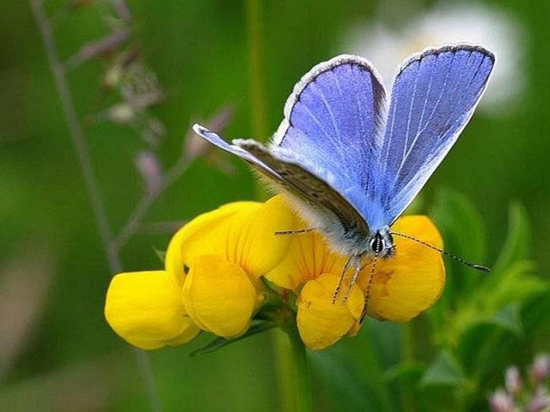 voy a pedirles que vengan a cerrar el feretro