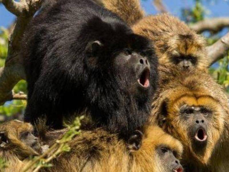 era una especie de excitacion y temblor nerviosos