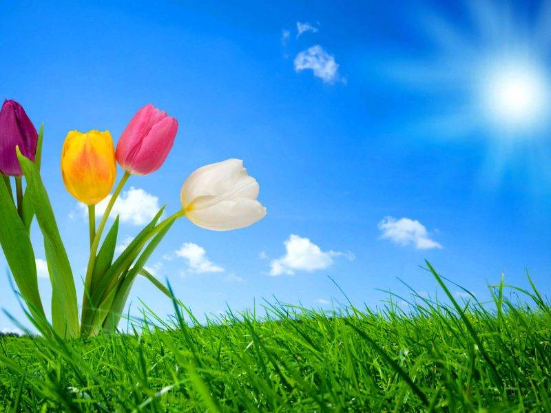 vayasi son las inscripciones que me comento donovan