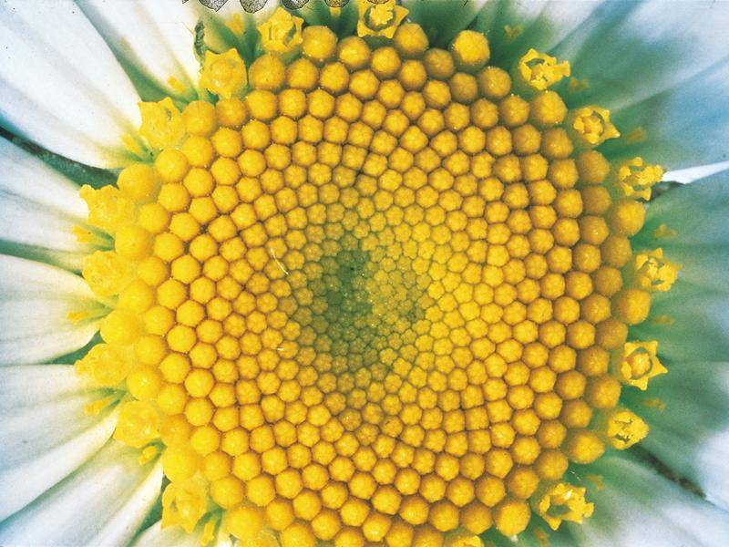 pero a poco regresaban los paseantes