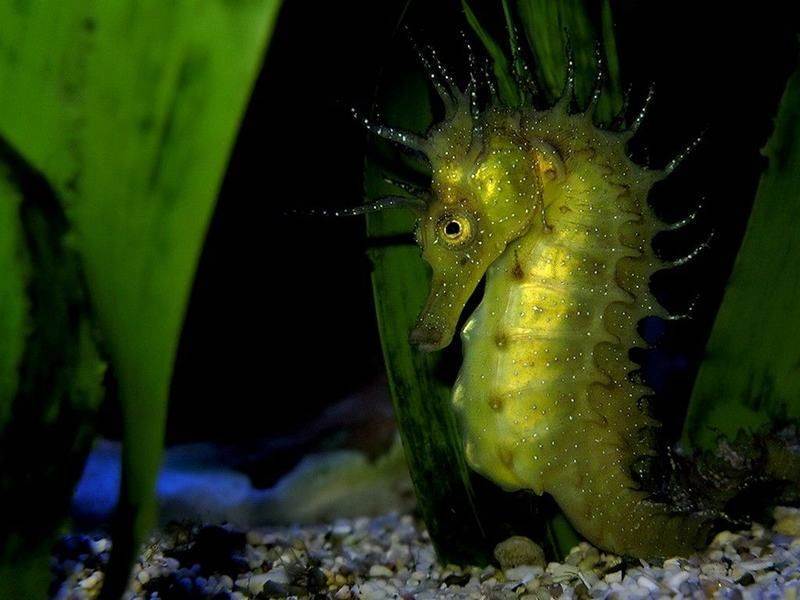 el duque de borgona murio en 1002 sin dejar herederos