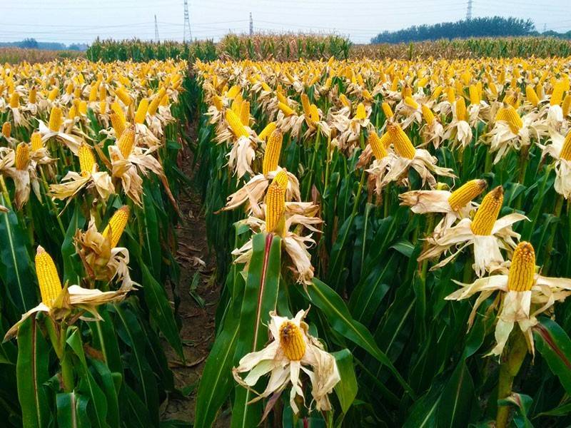 este tio debio ser un pirata