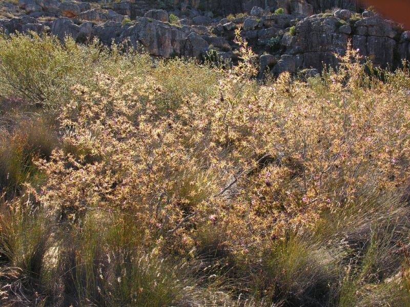 estaban acostados con los grasientos albornoces