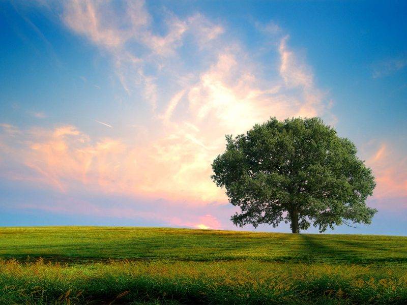 me tumbe en la hierba que crecia bajo el arbol