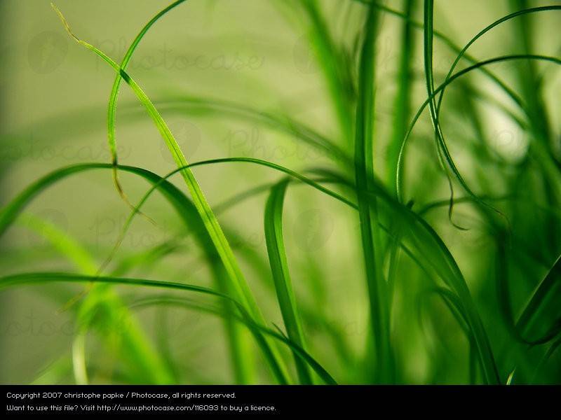 desde luego ustedes diran que yo sonaba pero no fue asi