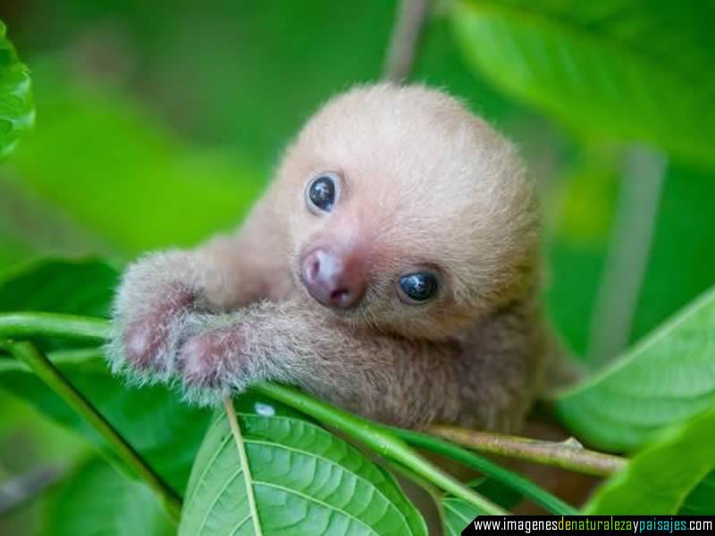 voy a adelantarme para avisarles