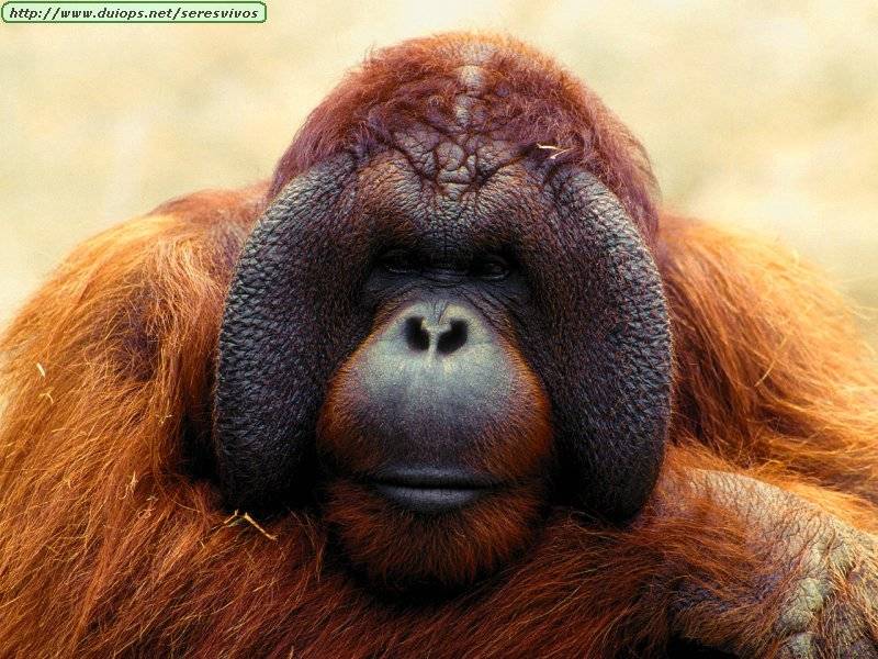 hablaba como si se hablara a si mismo