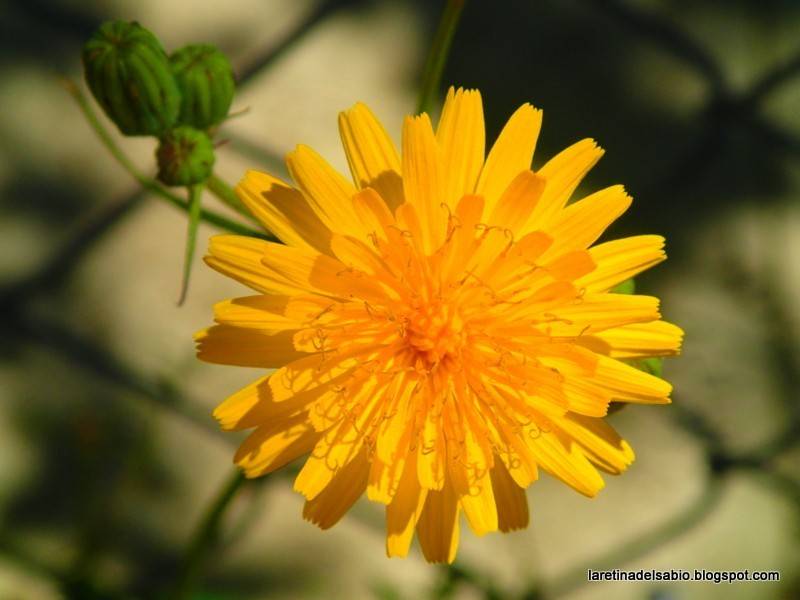 hay palomas y patios oscuros