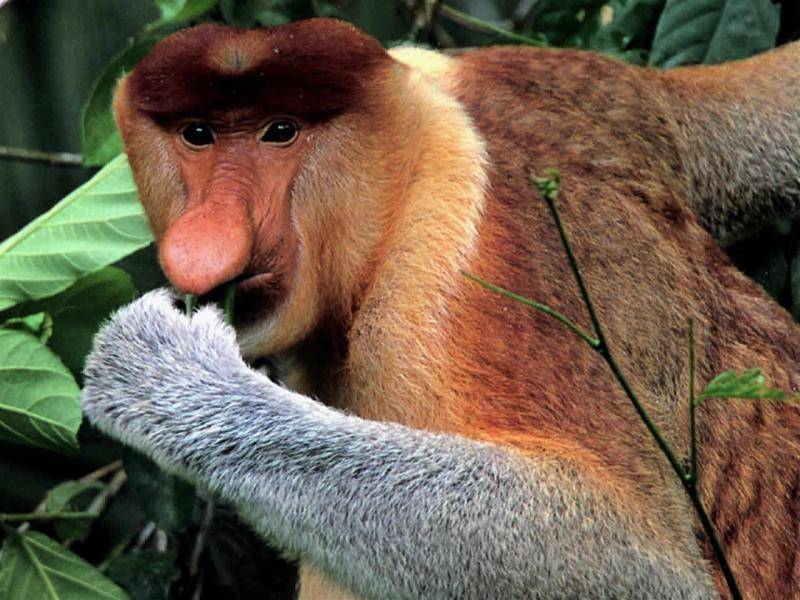 el hombre que va a acompanarle acaba de llegar de alli