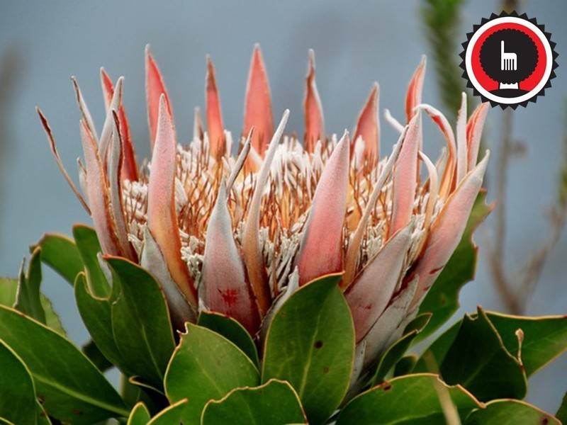 se habia hecho entonces una investigacion en marengo