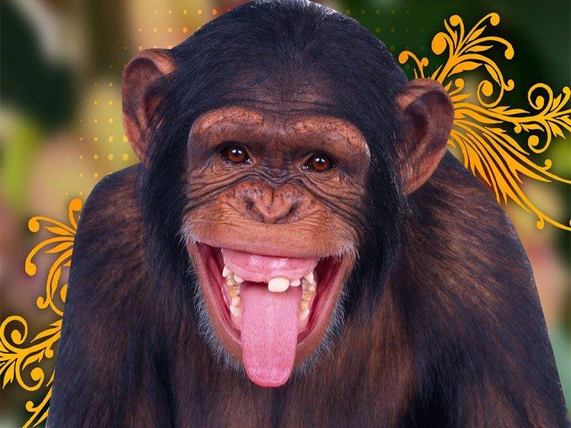 no me gusta matar animales