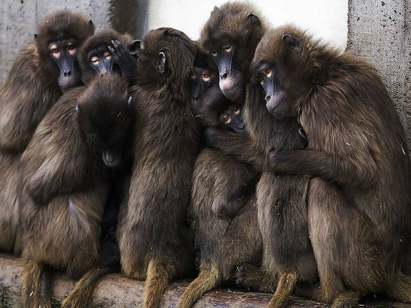 olio los gritos y se enderezo de un salto punal en mano